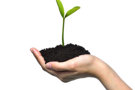 Hand holding and caring a green young plant isolated on white background